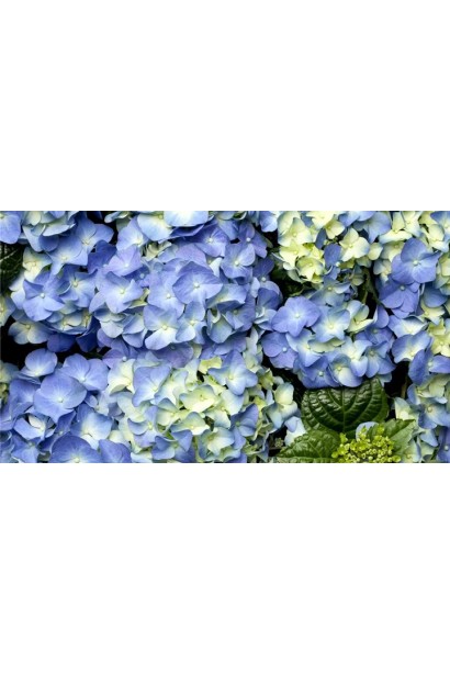 Гортензія блакитна Блауер Цверг